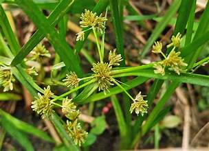 Cyperus difformis